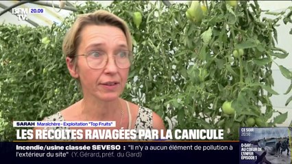Canicule: "On a pas de fruits mûrs en ce moment", raconte une maraichère de l'Aude