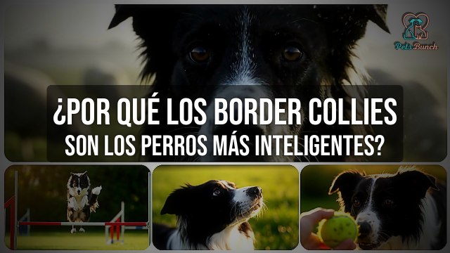 ¿Son los Border Collies los perros más inteligentes? - Razones y curiosidades
