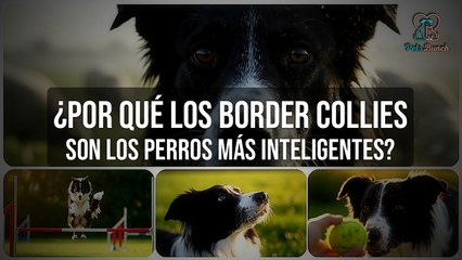 ¿Son los Border Collies los perros más inteligentes? - Razones y curiosidades
