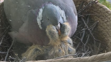 Pigeon dad feeds both his baby chicks at the same time