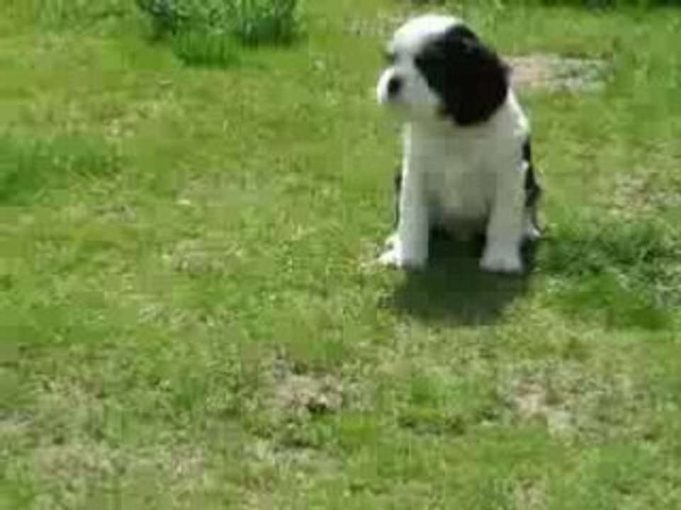 Diabolo cavalier