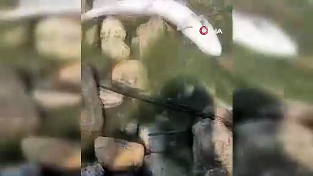 Bandırma’da Doğal Felaket! Kuş Cenneti’nde Binlerce Balık Ölüyor!