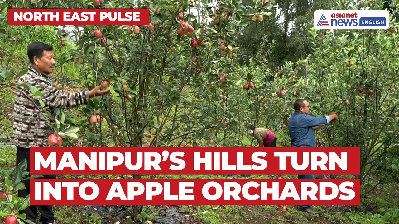 North East Pulse: Manipur Farmers Taste Success With Apple Cultivation