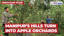 North East Pulse: Manipur Farmers Taste Success With Apple Cultivation