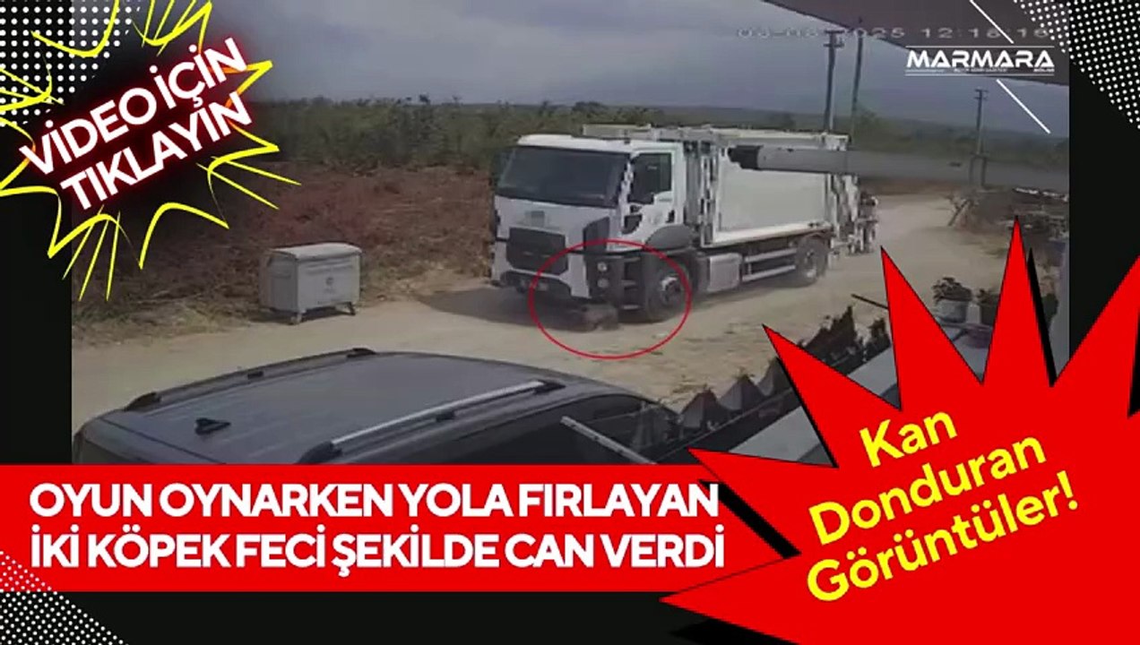 Oyun Faciası! İki Köpek Çöp Kamyonunun Altında Kaldı