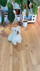 A bunch of babies came to the house and look what happened!