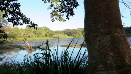 El club de la lucha de la naturaleza. La lucha por la vida