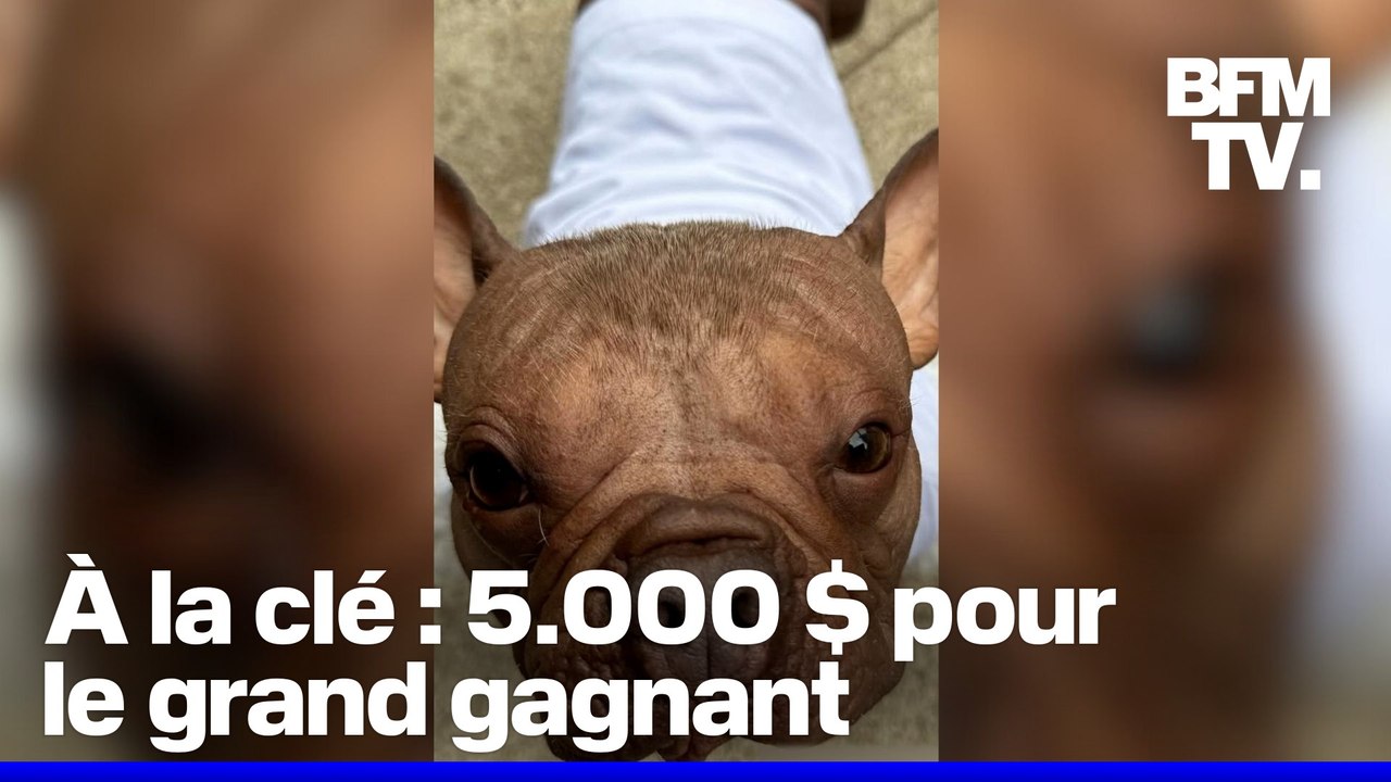 Pétunia, une femelle bouledogue français, élue chien le plus laid du monde