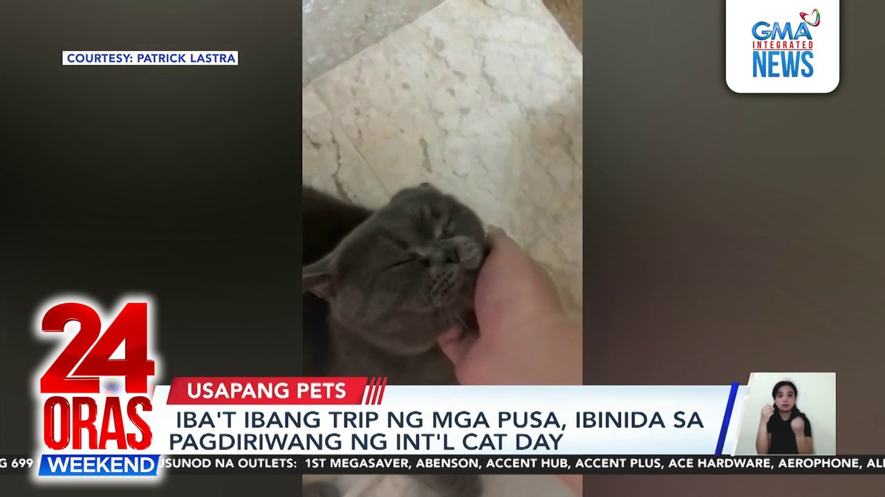 Iba't ibang trip ng mga puso, ibinida sa pagdiriwang ng Int'l Cat Day | 24 Oras Weekend