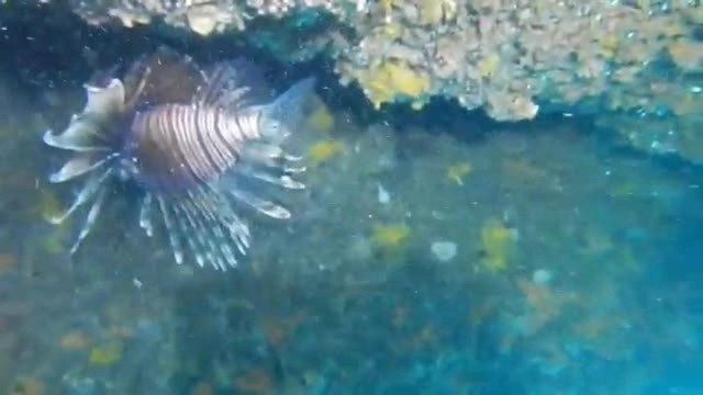 Pesce scorpione avvistato a Santa Caterina. Gli studiosi: «Specie pericolosa per l'uomo e la biodiversità del Mediterraneo»