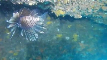 Pesce scorpione avvistato a Santa Caterina. Gli studiosi: «Specie pericolosa per l'uomo e la biodiversità del Mediterraneo»