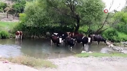 Sıcaklar bunalttı... Hayvanlar suya girerek serinledi