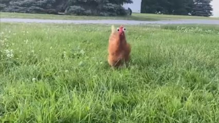 Googly eyes on peepers make perfect farm fix for bully hens
