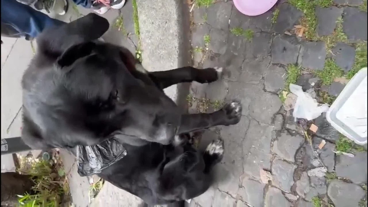 Il triste guaito di Thor, il cane legato a un palo in via Merulana e abbandonato