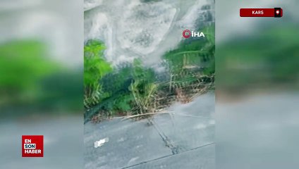 Kars’ta caddede görülen yeşil yılan korkuttu