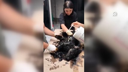 Zifte saplanan yavru köpek kurtarıldı, adı Zift oldu
