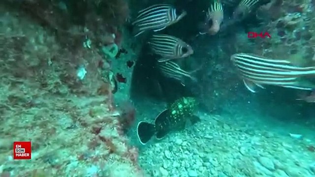 Akdeniz'de, Kızıldeniz kökenli balık sayısı 72'ye ulaştı