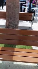 El extraño caso que deja sin palabras a todo el mundo en Tenerife Sur: "¿Cómo acabó la palmera debajo de la guagua?"