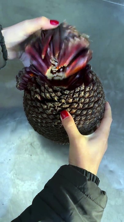 Brazilian pine nut