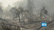 Vesuvio, situazione critica: chiesto invio esercito. La devastazione sul fronte dell’incendio, centinaia di alberi bruciati