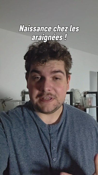 J'étais tellement heureux que cette araignée ait des petits..malheureusement elle n'a pas survécu.. du coup je m'occuperai des petits jusqu'à ce qu'ils soient assez grand pour être libre ! 😊
