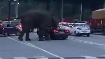Watch: Elephant smashes car window with trunk at Uttarakhand toll plaza