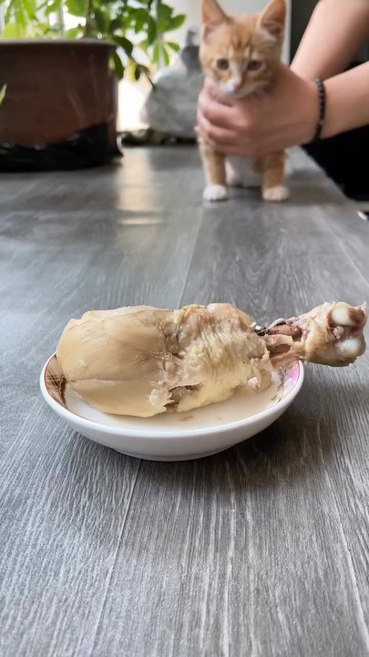 Cats 🐈🐈🐈🐈🐈🐈