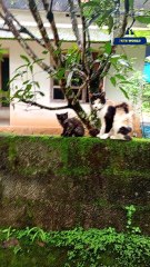 കാത്തുവും കുഞ്ഞു വാവയും | Mother cat and her kitten #petsworld #cat #kitten