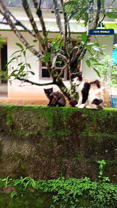 കാത്തുവും കുഞ്ഞു വാവയും | Mother cat and her kitten #petsworld #cat #kitten