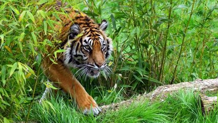 DARK Misty FOREST Ambience Sounds - White Noise ASMR