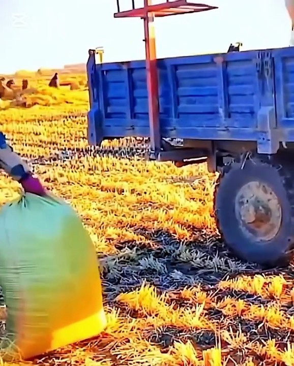 UNBELIEVABLE TOOLS AND ASMR FOREST WIND BG040