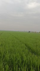 suasana persawahan di dusun  banteng ompong cilamaya wetan karawang 1