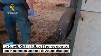 Mueren 32 perros por inanición tras ser abandonados sin agua ni comida