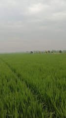 Suasana persawahan di dusun banteng ompong, cilamaya wetan, karawang 2