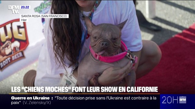 Pétunia, une femelle bouledogue français, a été élue chien le plus moche du monde en 2025