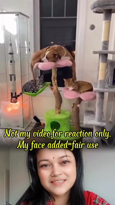 Funny cats and dog😄