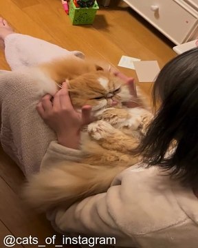 Chats Qui Jouent avec les Lasers_1753537972