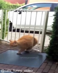 Chats Qui Ont Peur de Leur Ombre_1753209162