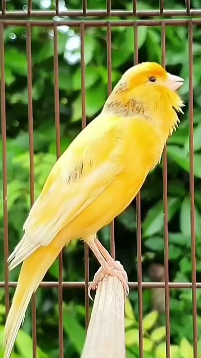 singing birds | amazing animal sounds | canary singing #birds #animals #shorts