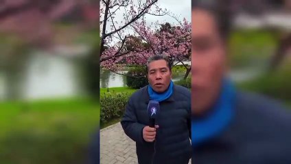 El Tribuno, en el Jardín Japonés: el paseo del cerezo en flor