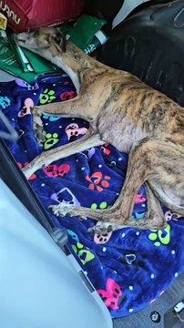 M1008009_Family Dog saved foryou animal dog puppy abandoned rescue neip..._part2