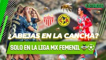 ¡Se metieron a la cancha! 🐝 El partido se detuvo por esta locura…