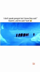 what did penguins said?... Meme Shorts Gone WILD! 😂🔥 Instant Laughs