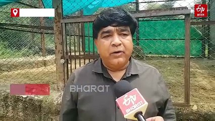 खुले जंगल में बब्बर शेरों की दहाड़, नाहरगढ़ में बढ़ रहा एशियाटिक शेरों का कुनबा