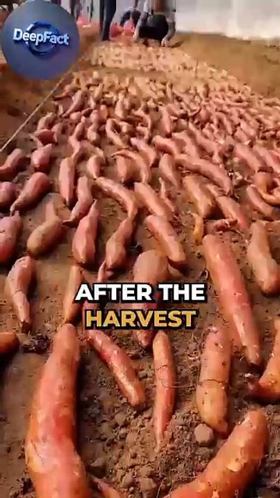 yah khetee kee sabase aashcharyajanak tarakeebon mein se ek hai jise aapane kabhee nahin dekha hoga