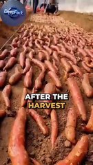 yah khetee kee sabase aashcharyajanak tarakeebon mein se ek hai jise aapane kabhee nahin dekha hoga