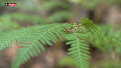Fontainebleau : le sentier des 25 bosses en danger