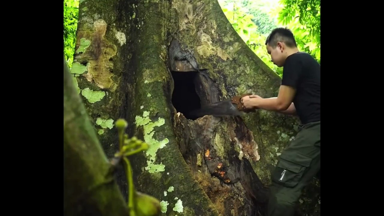 Building a Survival Shelter Inside a Massive Tree 😱