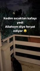 Bu sıcakta bu kediye %100 hak verilir 🥲
