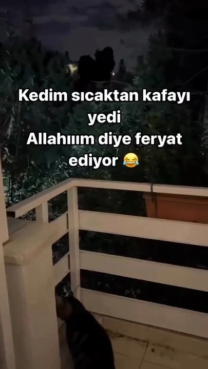 Bu sıcakta bu kediye %100 hak verilir 🥲